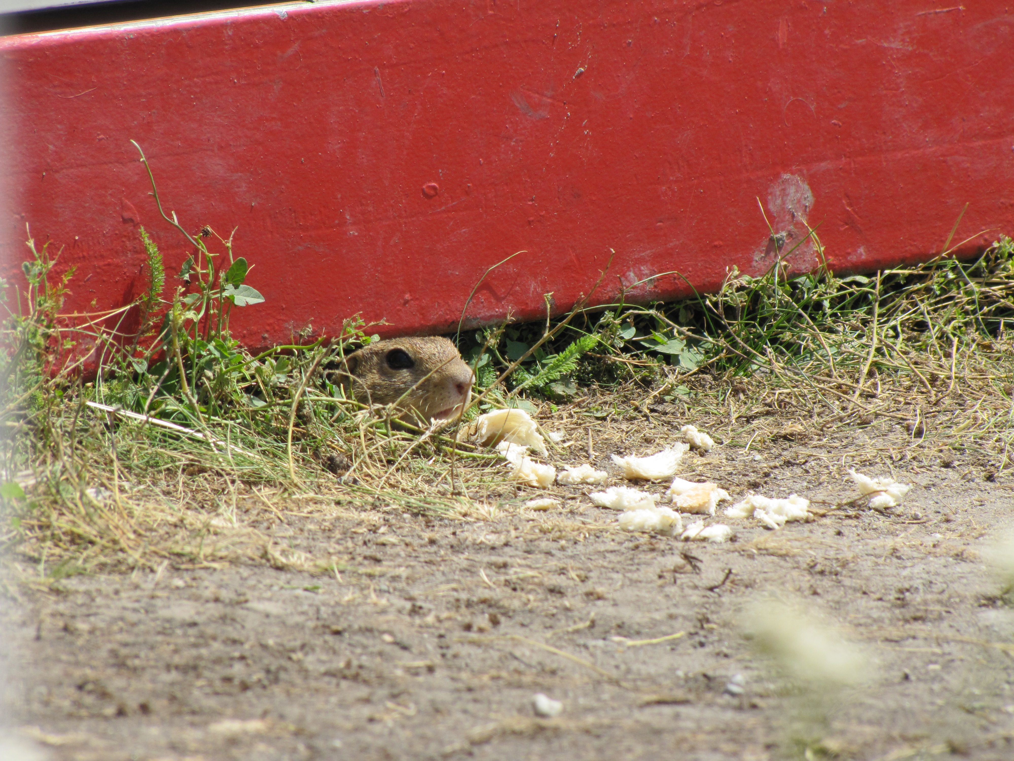 Pöcök kikukucskál a konténer alól.