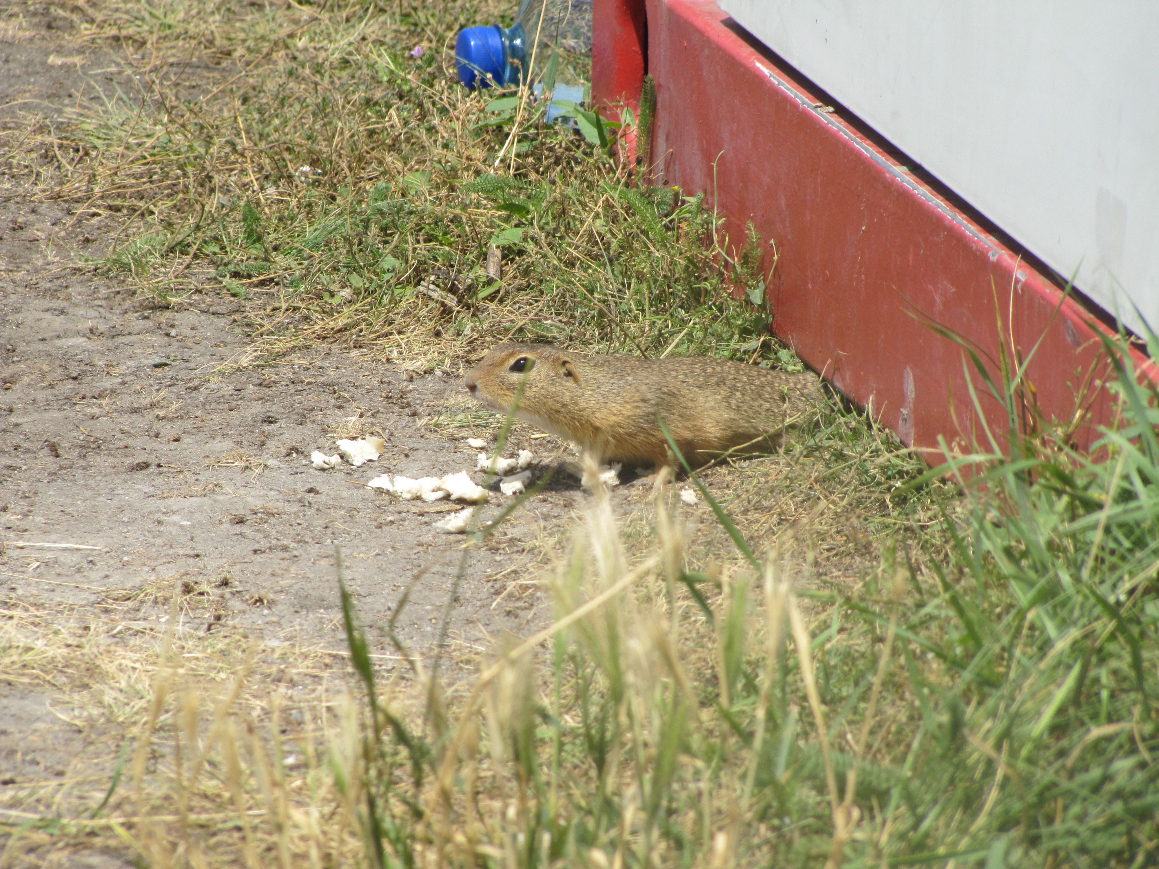 Óvatosan, feszülten figyelve előmerészkedik.
