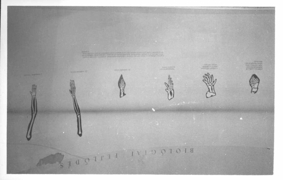 4. kép A kéz biológiai fejlődésének bemutatása.jpg