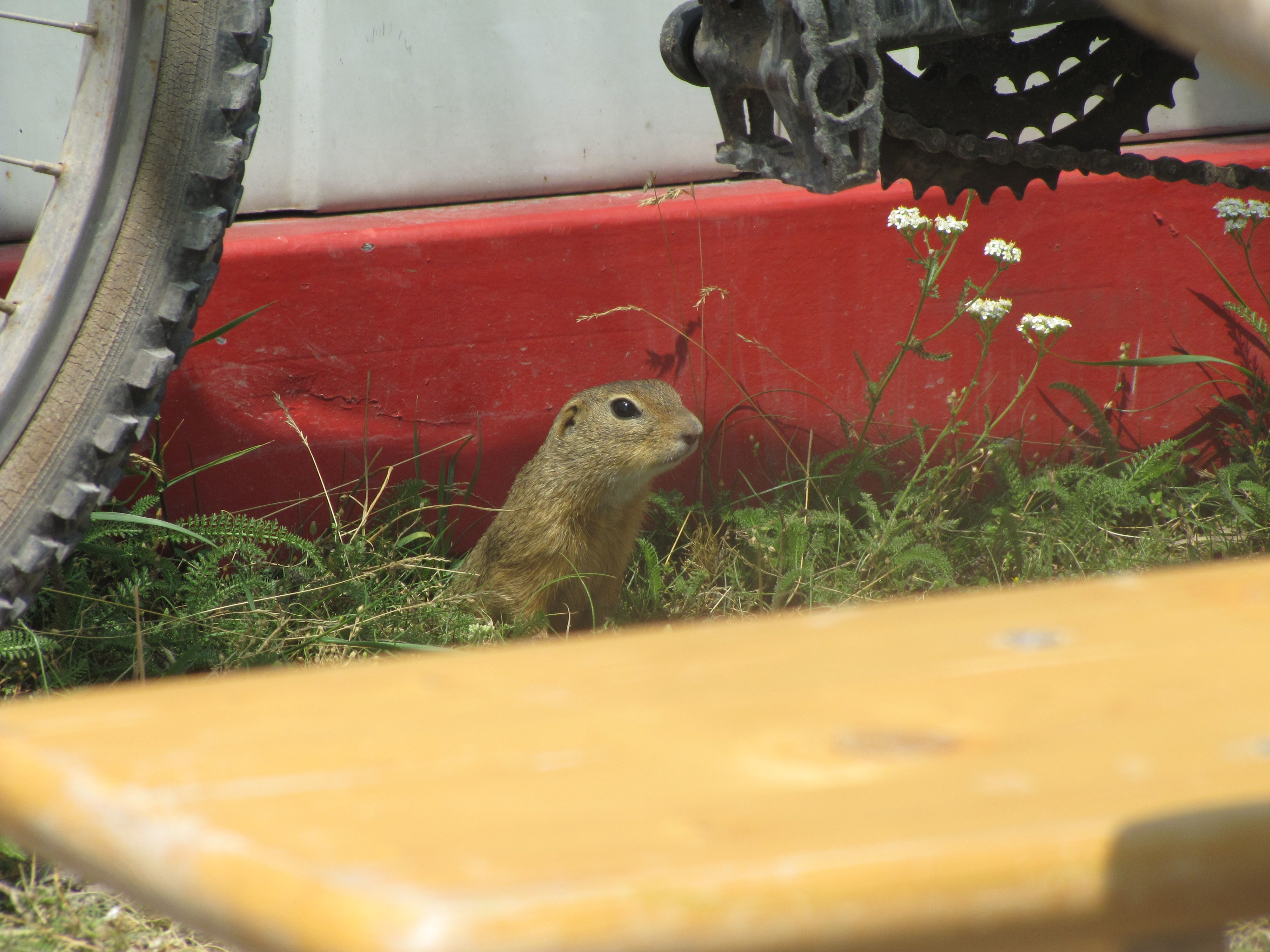 Az éber kis jószág minden szokatlan neszre a környéket kezdte kémlelni.