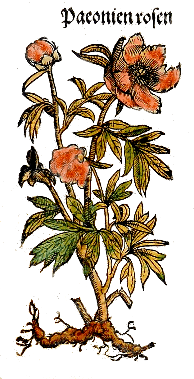 Bazsarózsa Lonitzer